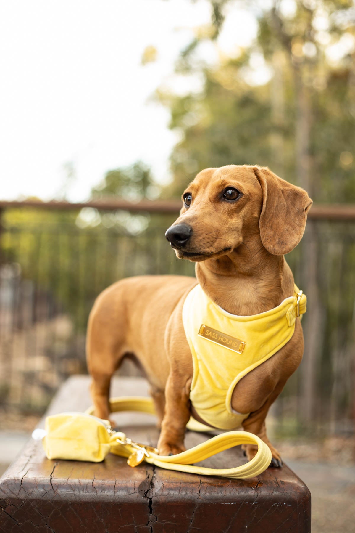 Lemon Velvet Dog Harness