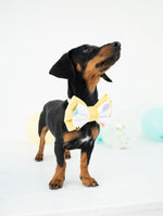Load image into Gallery viewer, Birthday Double Dog Bow Tie
