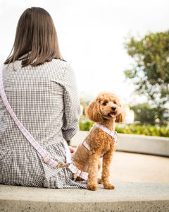 Hands Free Dog Lead